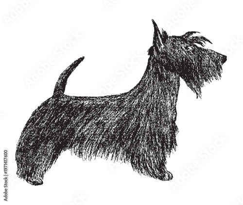 Fényképezés One purebred scottish terrier dog silhouette, profile view, vector textured hand