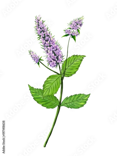 _





Watercolor Peppermint plant with flowers, Hand drawn botanical Illustration  isolated on White background
