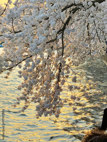 Cherry blossom branch over the Tidal Basin at dusk