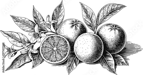 Vintage black and white illustration of oranges with leaves, blossoms, and a half-cut fruit.