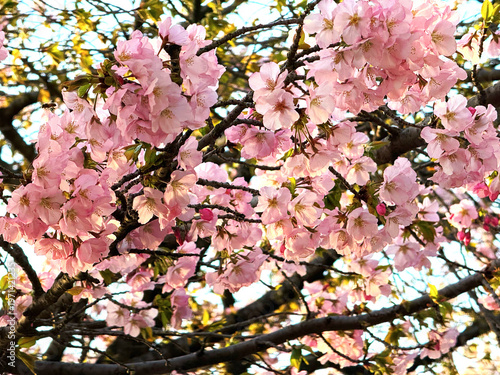 Cherry blossoms in the daylight
