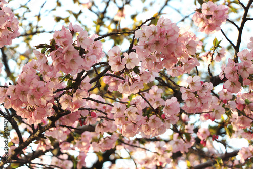 Cherry blossom branch closeup in the daylight in DC