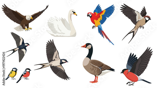 Colorful collection of various birds including eagle, swan, parrot, swallow, goose, and bullfinch isolated on white background.