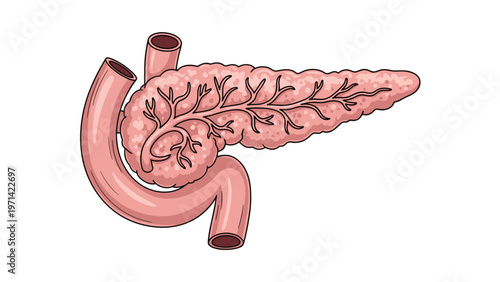 Detailed medical illustration of the human pancreas showing the anatomical structure, main pancreatic duct, and surrounding blood vessels.