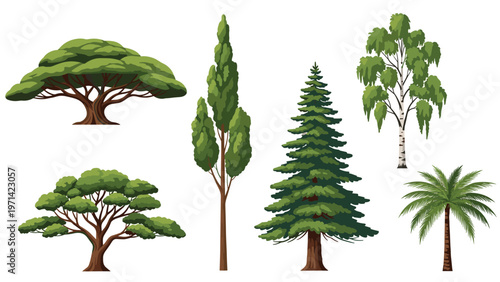 Selection of different types of trees including wide canopy pine cypress and palm for botanical study and landscape architecture.