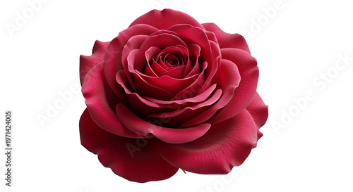 Large Pink Rose on Black Background flower large rose