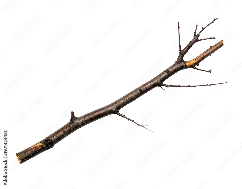 Fototapeta premium A thin, dark brown branch with many small twigs