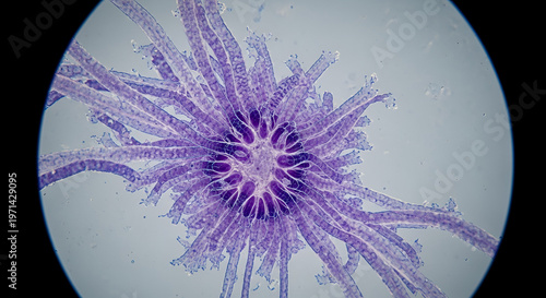 Microscopic view of a purple and blue floral structure, detailed cellular pattern, scientific research, biological specimen, abstract science background