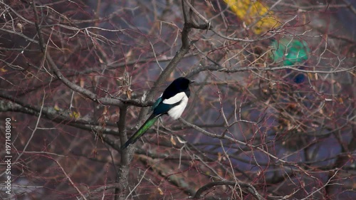 magpie on the branches