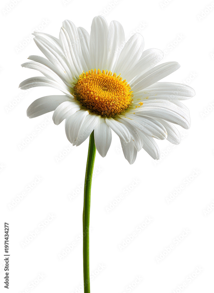 Fototapeta premium PNG Single daisy flower isolated beautifully.