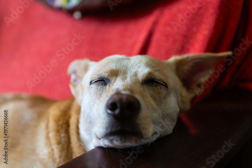 Brazilian Mixed Breed Dog Resting with Thoughtful Expression (Caramelo Dog)