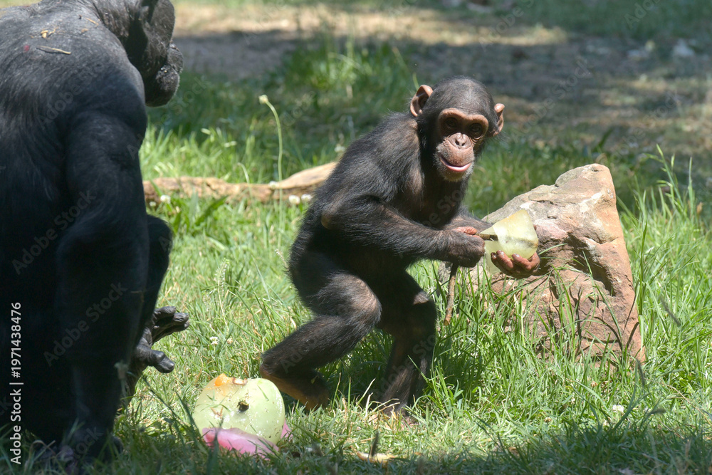 Fototapeta premium A young Chimpanzee with a frozen treat at the Johannesburg Zoo, 6 October 2023.