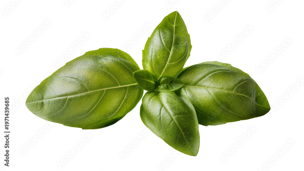 Fototapeta premium Fresh green basil leaves a culinary herb, isolated on transparent background