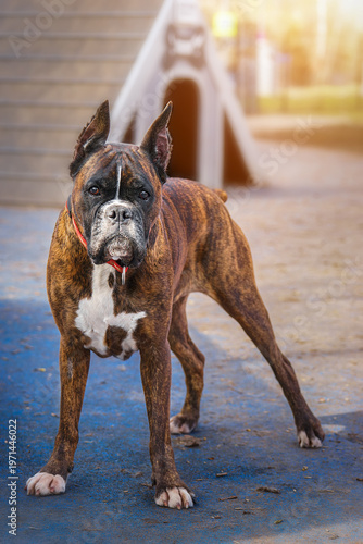 Brindle Boxer dog with natural ears and undocked tail