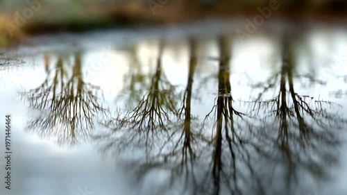 Reflections of Trees in Calm Water at Dusk
