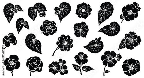 Collection of black silhouette floral elements and begonia leaves isolated on a white background for design