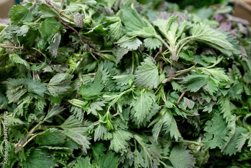 Tableau sur toile Stinging nettle , Urtica dioica, collected from the culture and presented for sale by farmers and vegetable growers