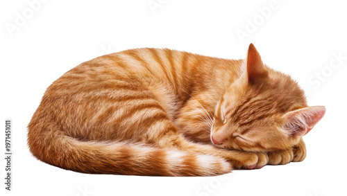 Orange tabby cat curled up sleeping peacefully, isolated on transparent background