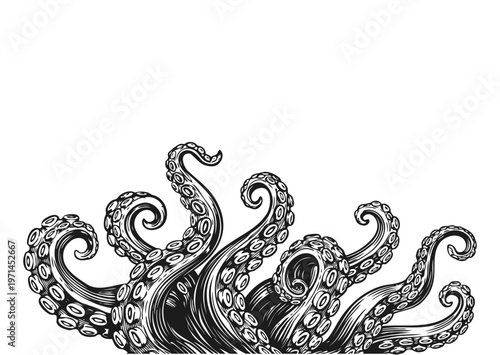 Octopus tentacles hand drawn engraving illustration, vintage sea monster kraken style line art black and white