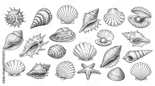 Seashells vector set, hand drawn marine collection, vintage engraved shells and starfish, ocean beach illustration bundle