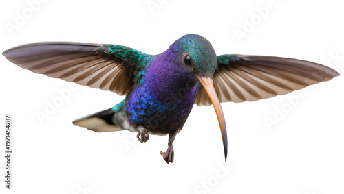 Foto Iridescent purple and green hummingbird hovering with wings spread, isolated on