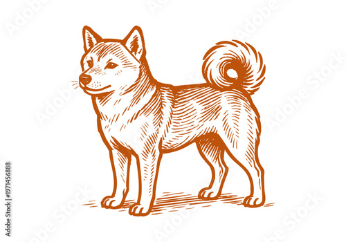 Shiba Inu hand drawn simple sketch vector illustration