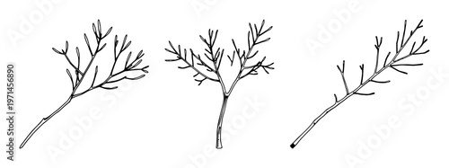 Palo Verde tree branch set with thin black line art design featuring desert plant, botanical illustration, twig with foliage and leaves