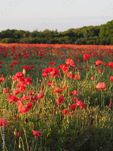 a field of red poppies in the sun