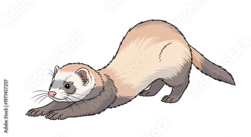 Ferret in a playful crawling position.