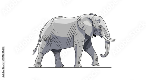 Large Gray Elephant Walking Forward Slowly.