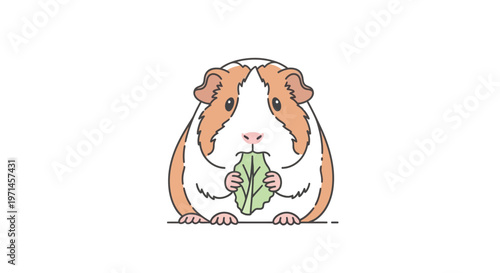 Cute guinea pig eating leafy greens.