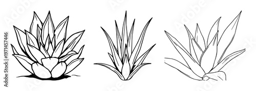 Agave set with black line art and minimalist style featuring agave, plant, foliage, botanical illustration with simple elegant line and bold contours