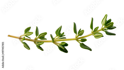 Fotografi Fresh green thyme sprig with small leaves, isolated on transparent background