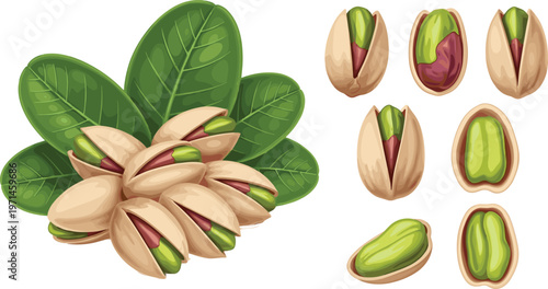 Pistachio Collection Vector Illustration Set Featuring Pistachio Nuts with Shell Leaves and Open Kernels for Healthy Snack Food and Ingredient Design Projects