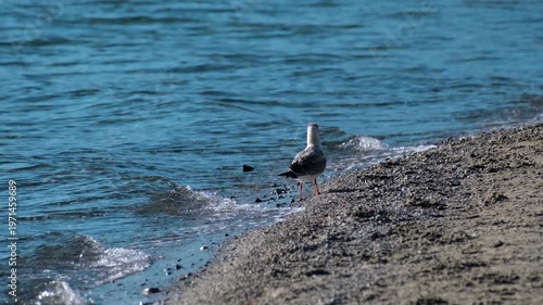 Cinematic shot of Pangong Lake during early morning, with soft golden light reflecting on the calm water as birds gently glide across the surface. Ideal moment for travel and nature storytelling.