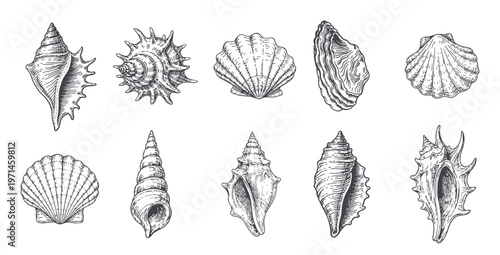 Vintage seashells illustrations, hand drawn marine shells collection, engraved ocean elements, beach line art set