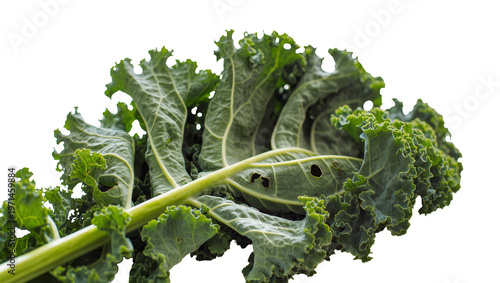 Фотография Fresh green curly kale leaves, isolated on transparent background