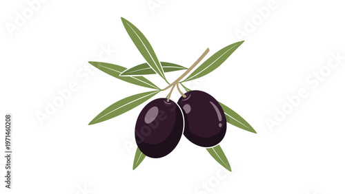 Branch of an olive tree bearing two ripe black olives and several green leaves on a clean white background for culinary themes.