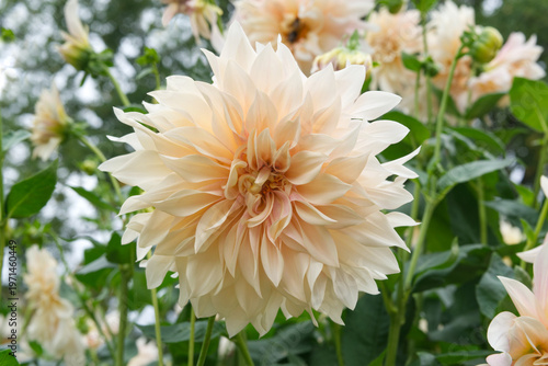 Cream colored decorative Dahlia Garden