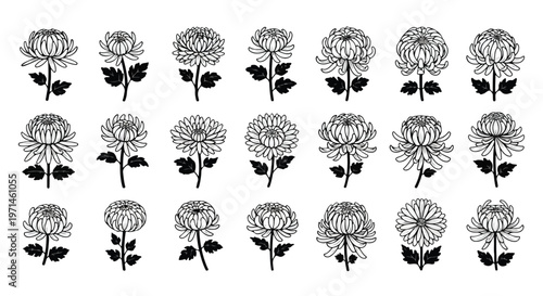 Collection of delicate hand-drawn chrysanthemum flowers in various stages of bloom, presented in a clean line art style