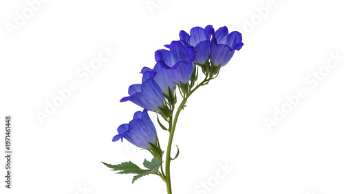 Branch of blue bellflowers with green leaves, isolated on transparent background