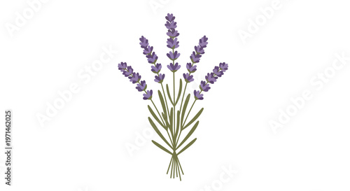 A delicate bunch of purple lavender flowers tied with a string, isolated on a clean white background