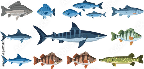 Marine Fish Collection Vector Illustration Set Featuring Freshwater and Ocean Species Including Shark Salmon Pike and Perch for Wildlife and Fishing Design Projects