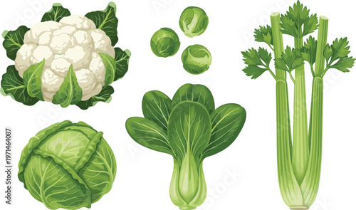 Green Vegetables Collection Vector Illustration Set Featuring Cabbage Cauliflower Brussels Sprouts Bok Choy and Celery for Healthy Food and Organic Market Design Projects