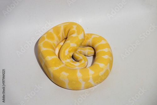 Cuadro en lienzo Yellow python, portrait of a ball python on white background Dark-eyed pet snake