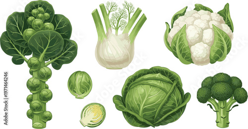Green Vegetable Collection Vector Illustration Set Featuring Brussels Sprouts Fennel Cabbage Cauliflower and Broccoli for Healthy Food and Organic Market Design Projects