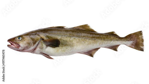 Freshly caught haddock fish with scales and fins, isolated on transparent background