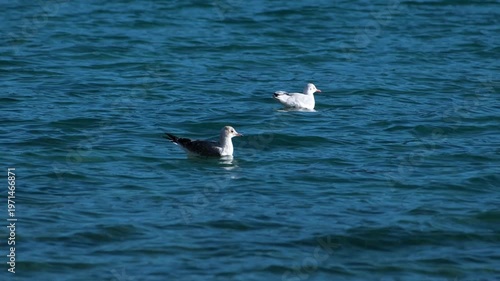 Cinematic shot of Pangong Lake during early morning, with soft golden light reflecting on the calm water as birds gently glide across the surface. Ideal moment for travel and nature storytelling.
