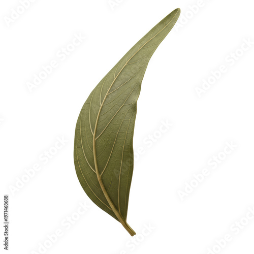 Long green leaf with clear veins isolated on a transparent background