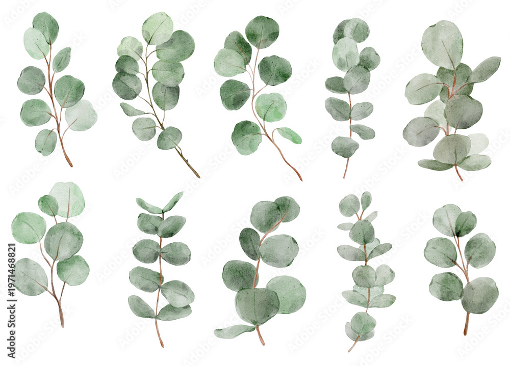 Obraz premium Eucalyptus leaves collection in soft watercolor style. Fresh botanical elements look trendy and clean and perfect for modern design projects.